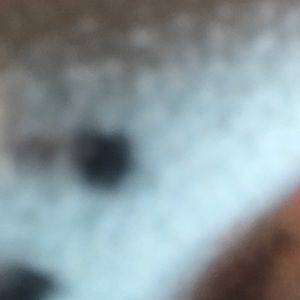 Meet your Posher, Brandi